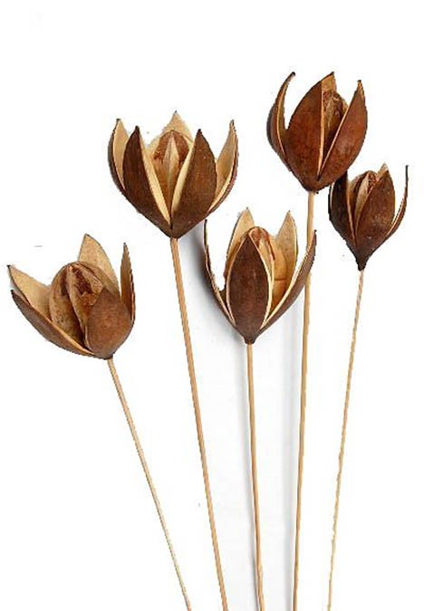 Wildlilie gestielt B8H6L45 natur