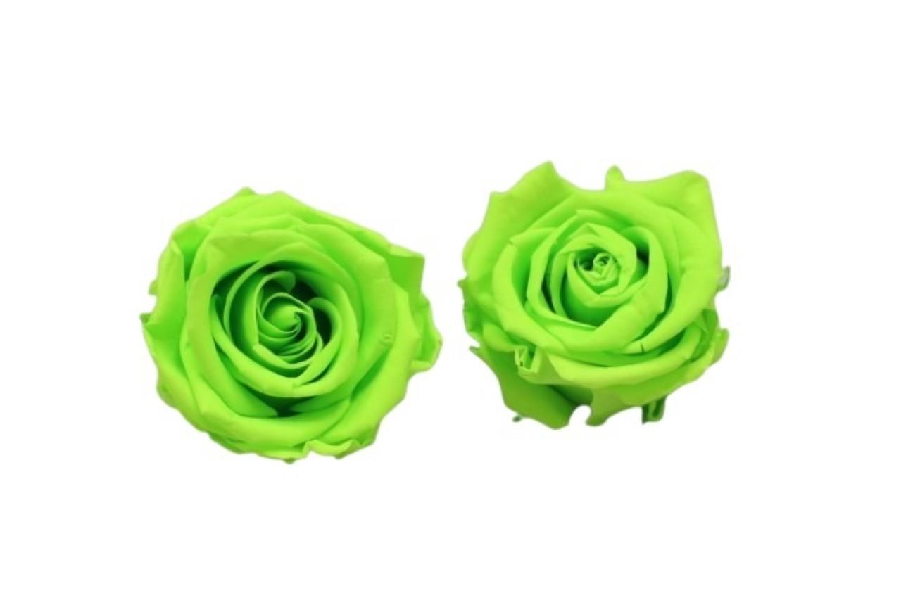 Rose stabilisiert lime green NETTO Rose stabilisiert lime green NETTO