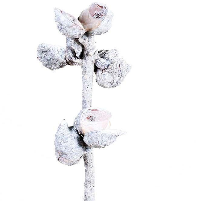 Hakea 5-9 Schoten white washed