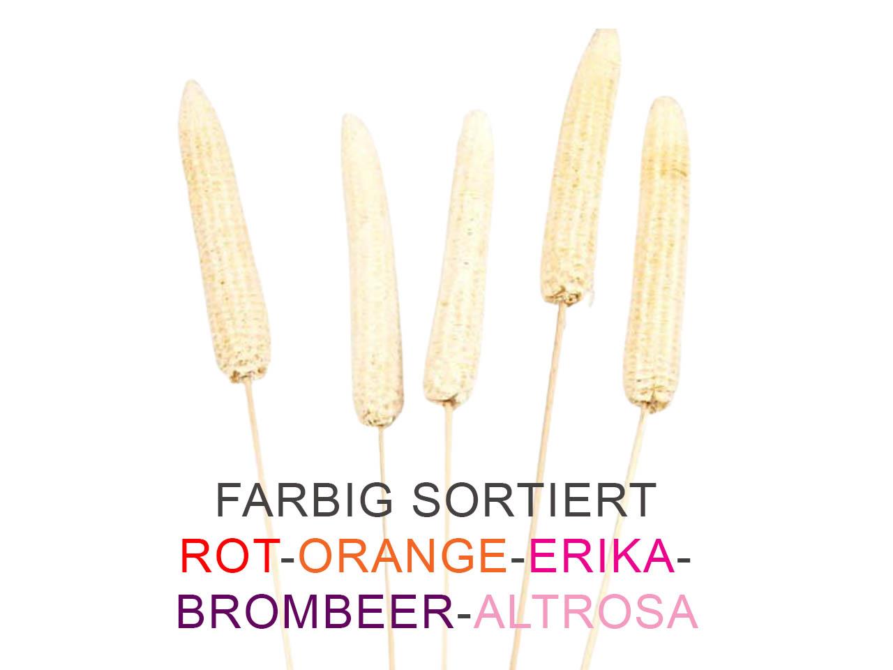 Maiskolben gestielt ca. D3,5H14L50cm farbig sortiert
