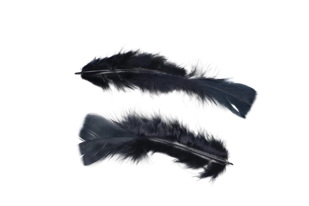 Federn 20 gr. schwarz Federn 20 gr. schwarz