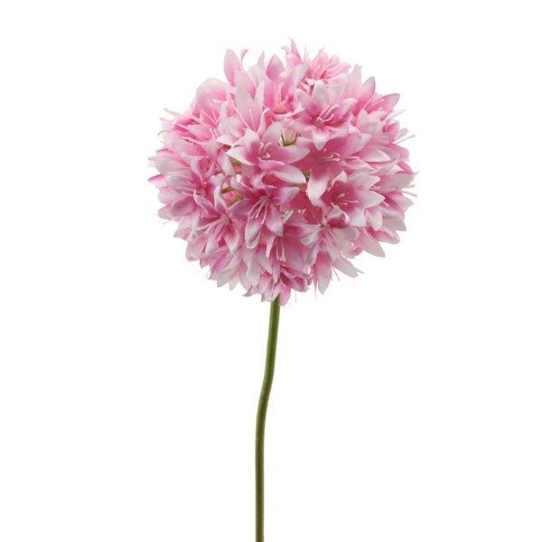 Allium 62cm rosa