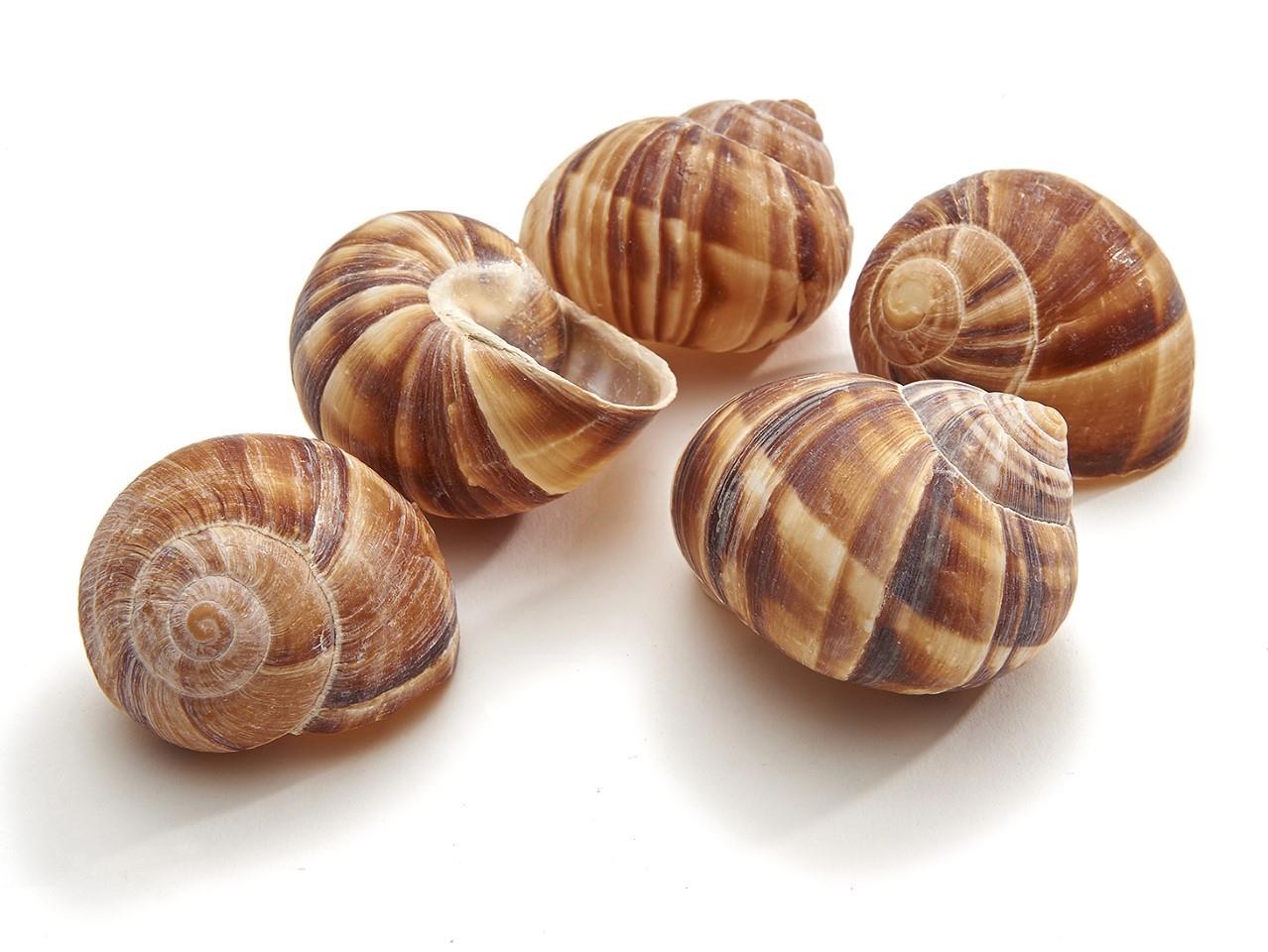 Landschnecke groß natur 125gr.