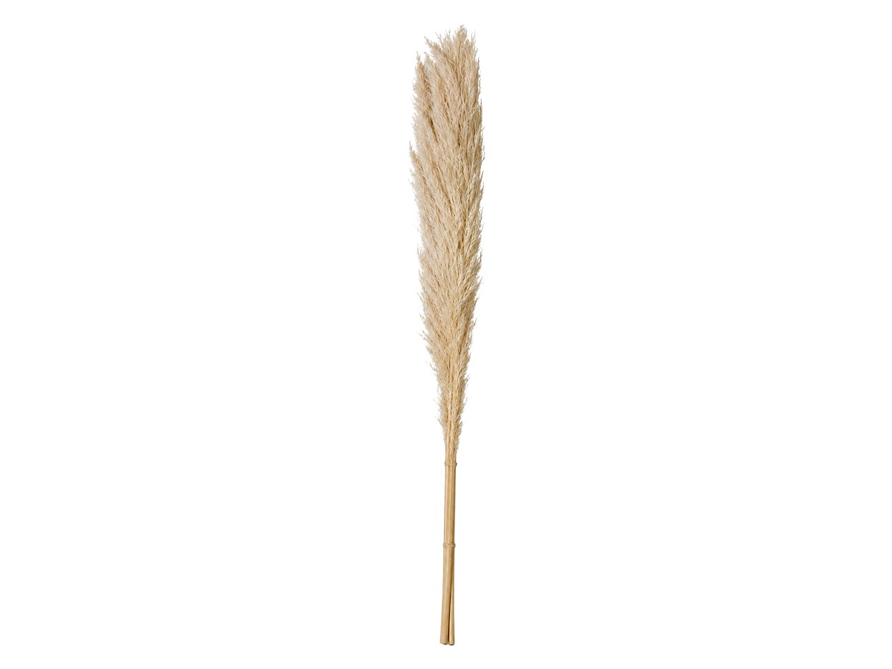 Pampas 120cm, Kopf 40-70cm natur