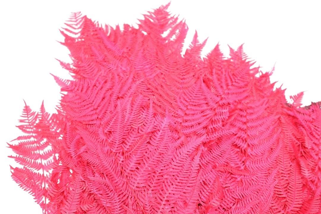 Bracken Farn magenta216