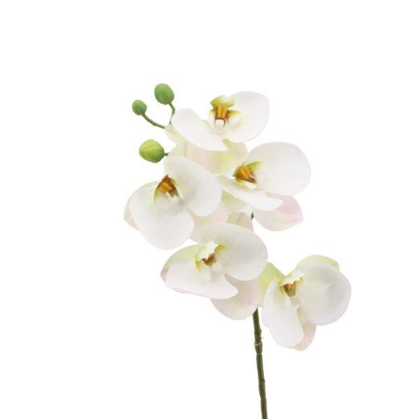 Phalaenopsis/Orchideenrispe H40cm creme