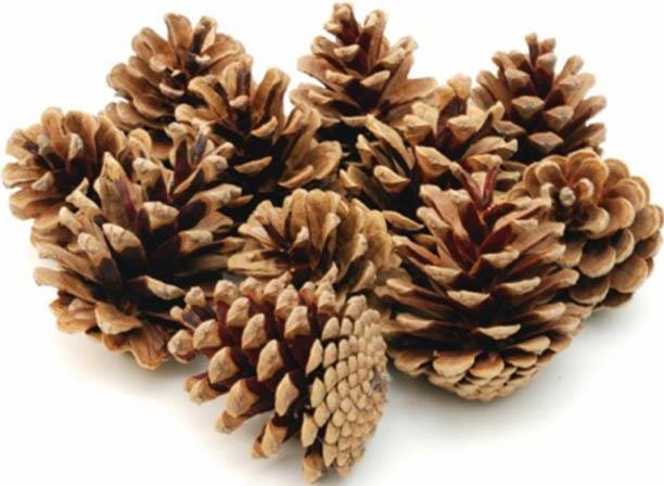 Zapfen Schwarzkiefer natur 10kg Zapfen Schwarzkiefer natur 10kg