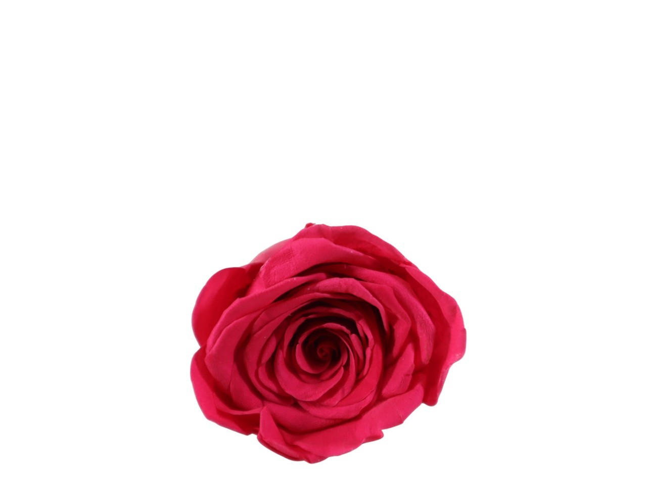 Rosenkopf konserviert H 5,5 cm D 6 cm hotpink NETTO