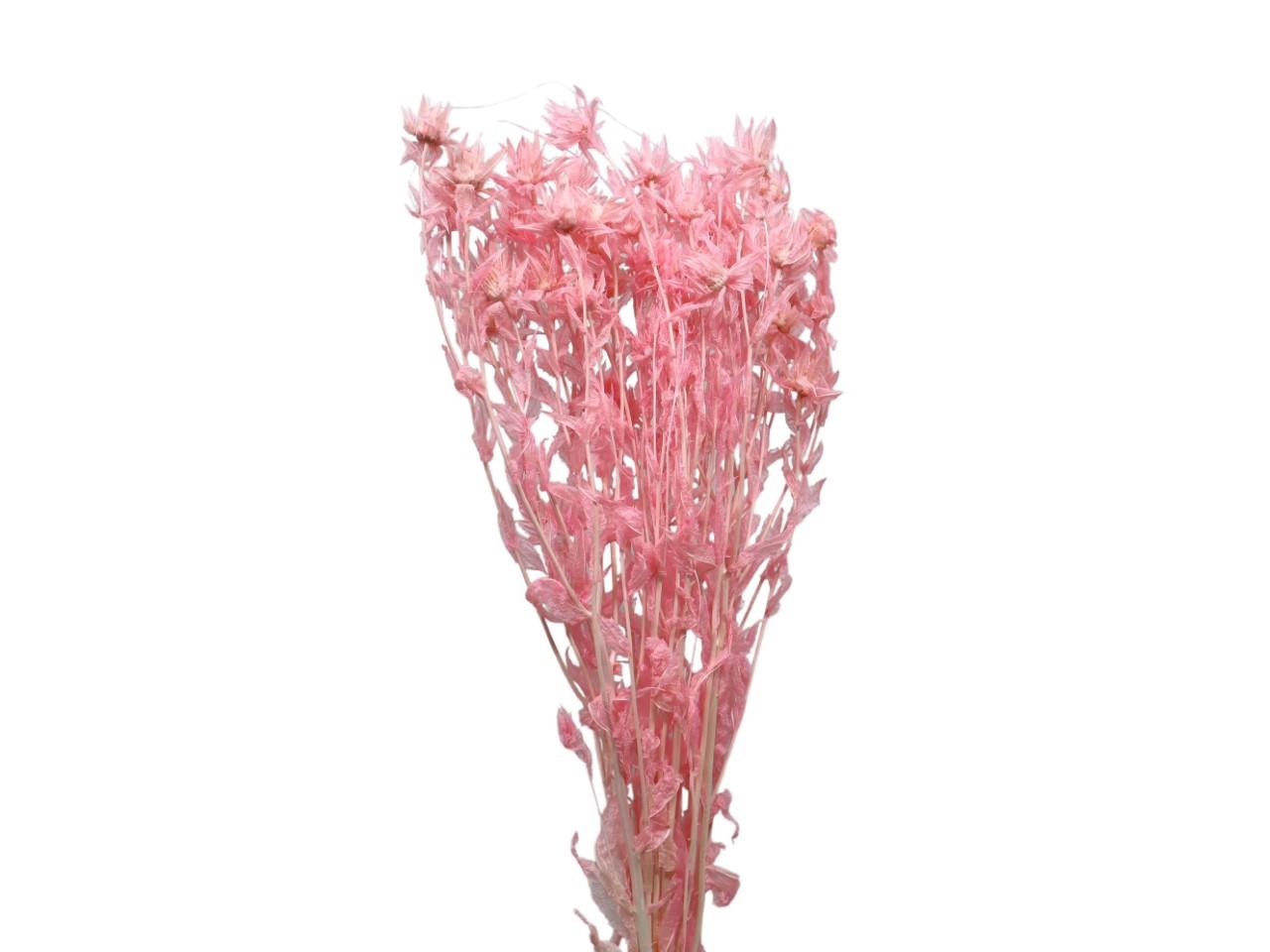 Carthamus zartrosa109 100gr. Carthamus zartrosa109 100gr.