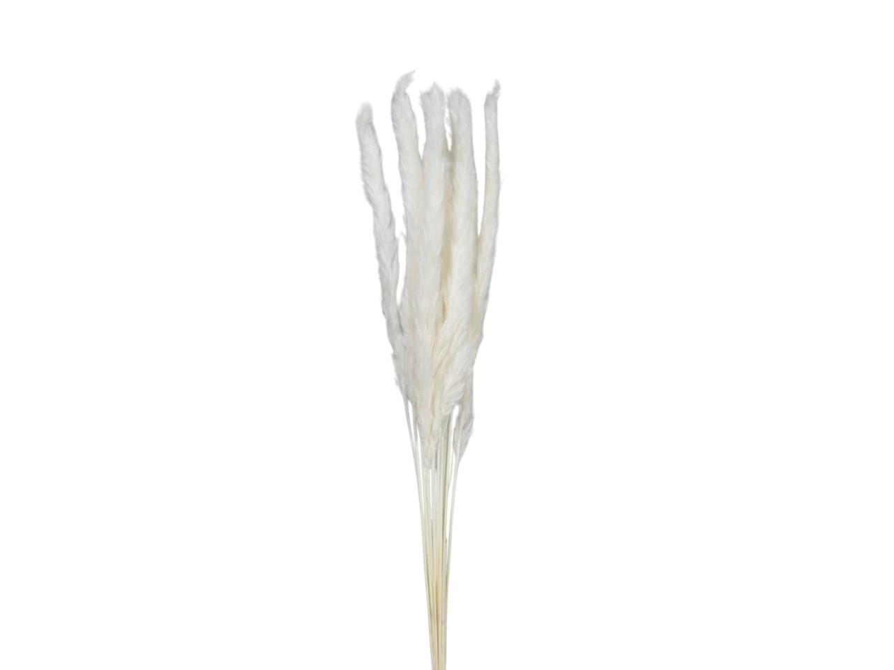 Pampas/Cortaderia 80cm gebleicht Pampas/Cortaderia 80cm gebleicht