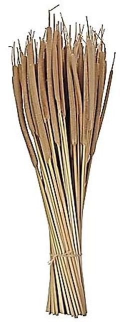 Schilfkolben D0,8-1,3H20-25cmL50cm natur