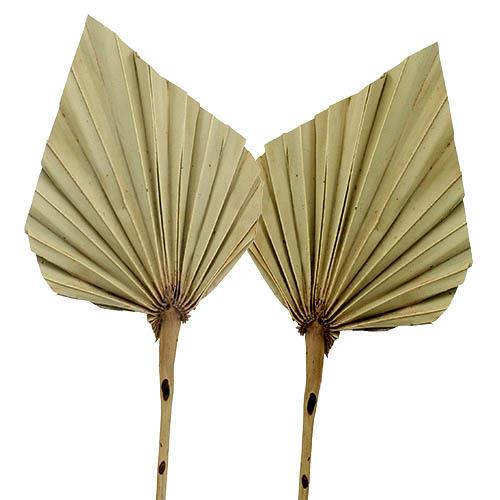 Palmspeer B10H15L50cm natur