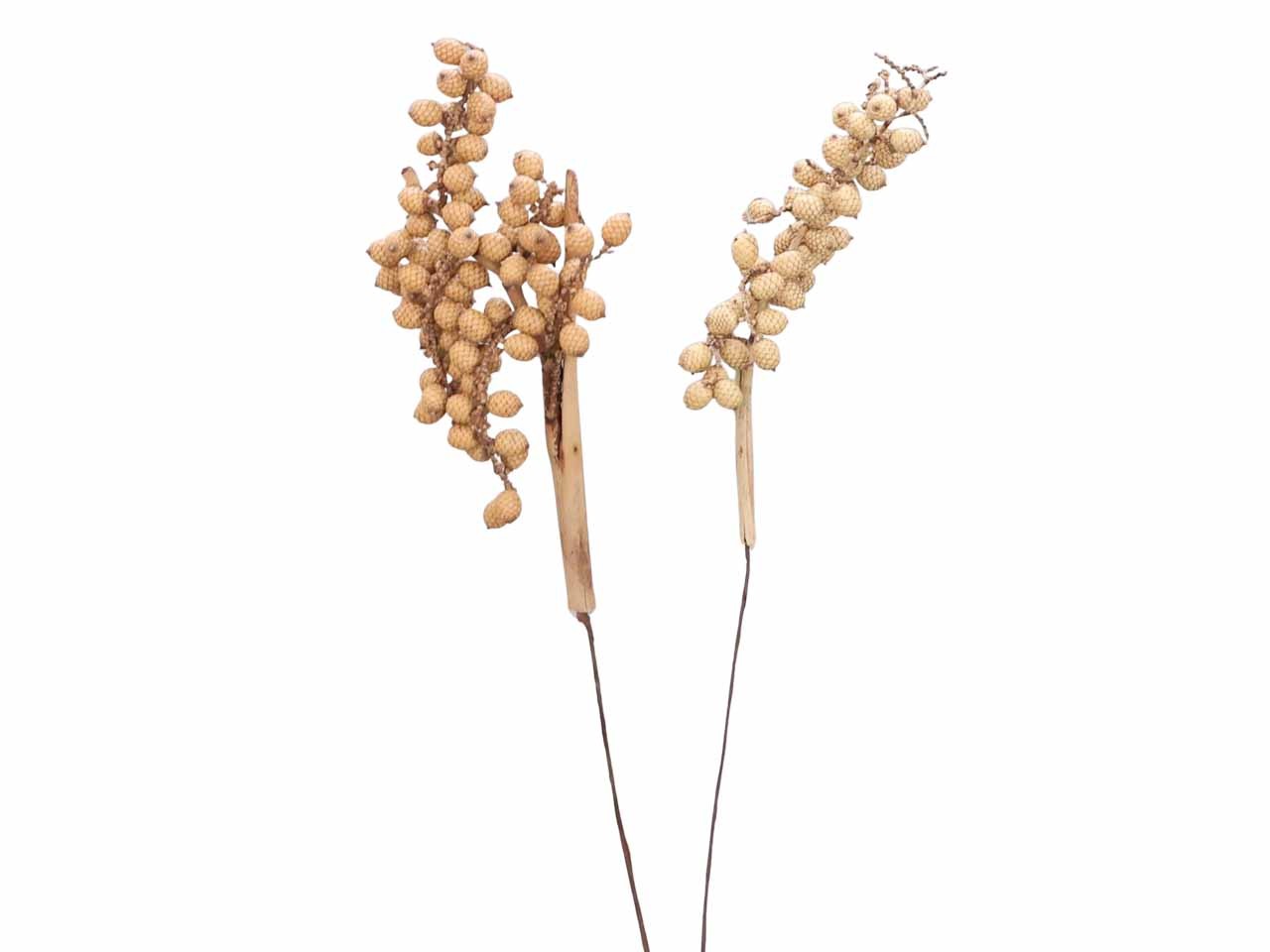 Canella extra am 30cm Drahtstiel natur