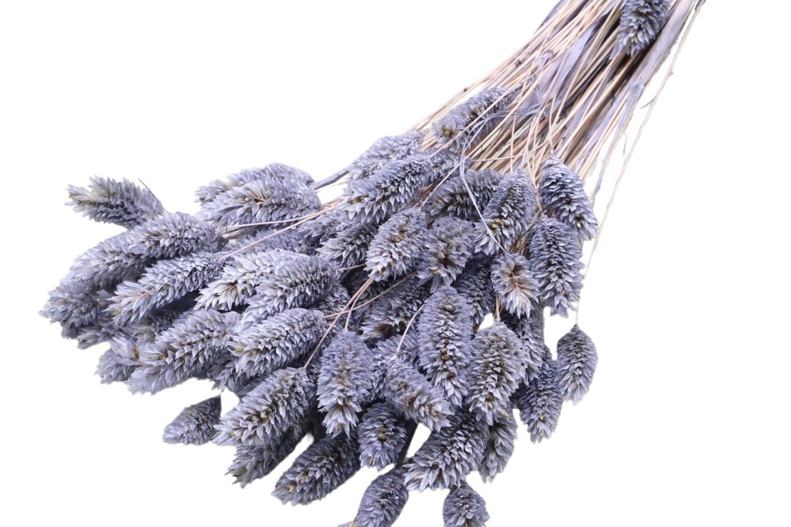 Poa Phalaris silbergrau 53/P 100gr.