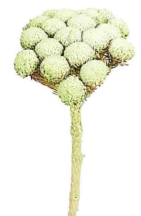 Brunia Albiflora L30-40cm grün frosted