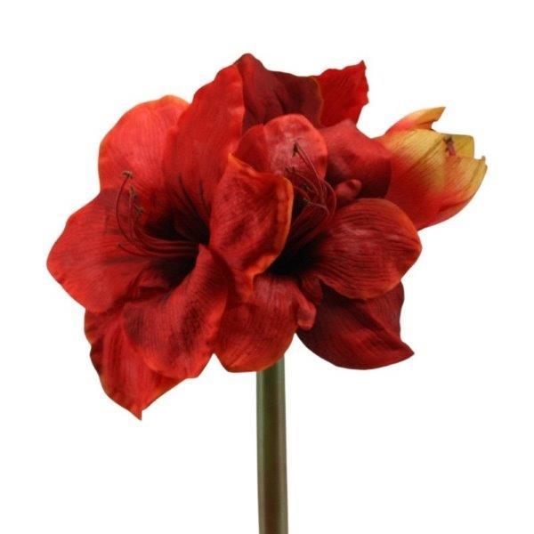 Amaryllis x 4,  65cm rot