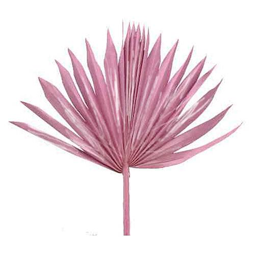 Palmspeer Sun Cut B30 H15 L50cm altrosa