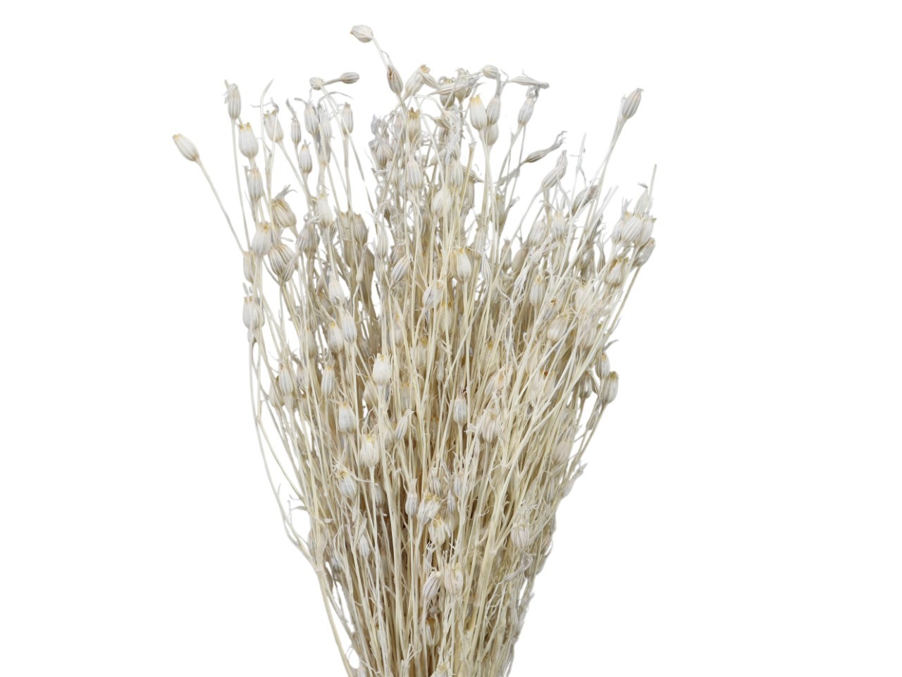 Florentiner Zweige 200gr. weiß 01