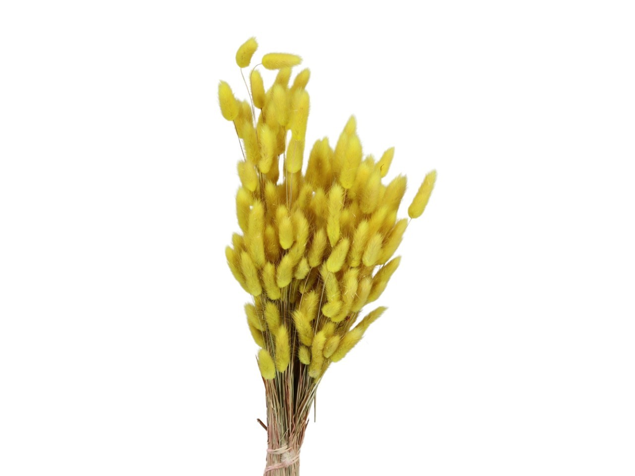 Lagurus gelb 100gr.