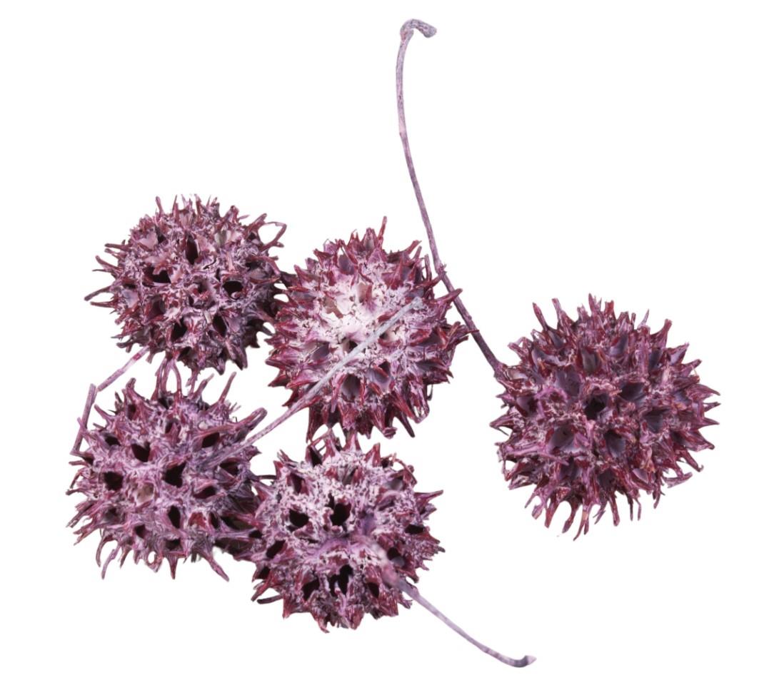 Zapfen Amberbaum D2,5-3,5cm 500gr. erika