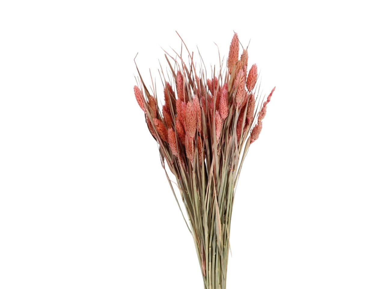 Poa Phalaris peach100gr.