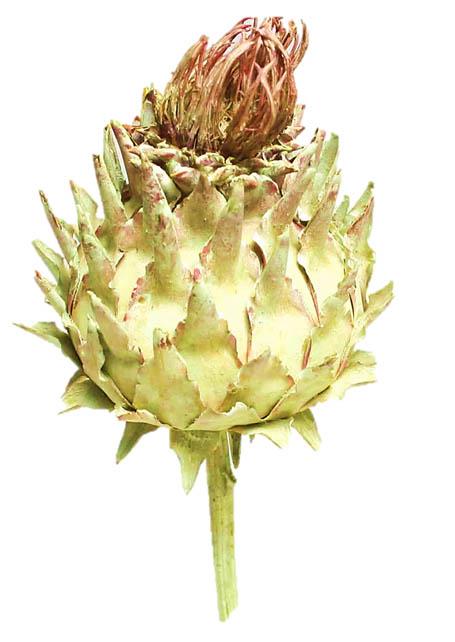 Cardoni Cynara D7-9 L25-30cm grün frosted