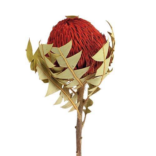 Banksia Baxterii D8-9/L40cm rot