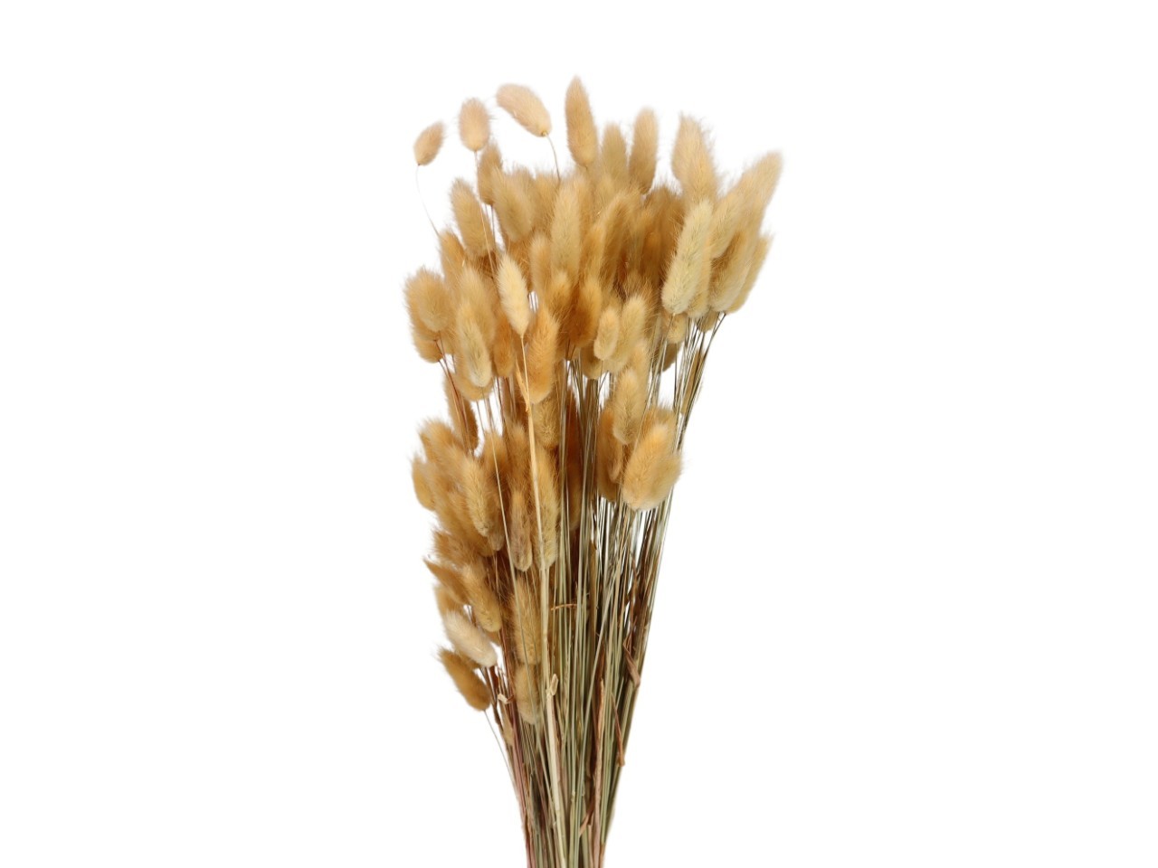 Lagurus sand 100gr.