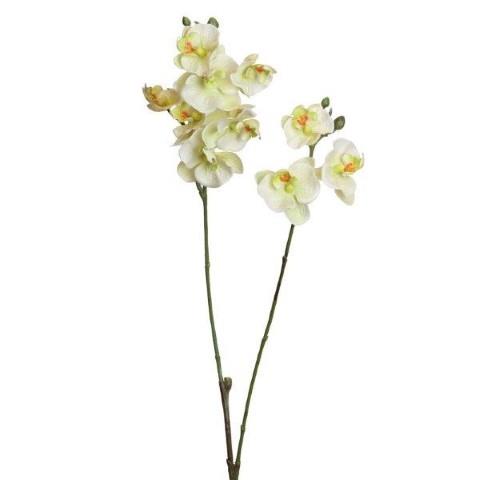 Phalaenopsis 63cm weiss-grün x2 NETTO