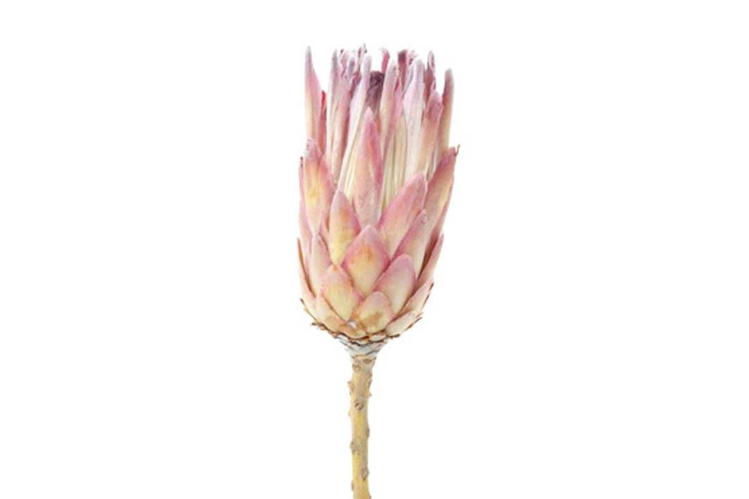 Protea Pink Ice Flower natur