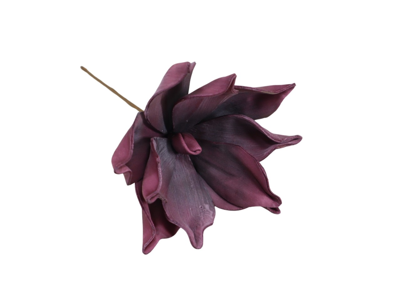 Magnolien & Co