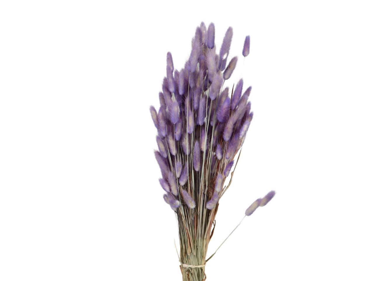 Lagurus lavendel100gr.
