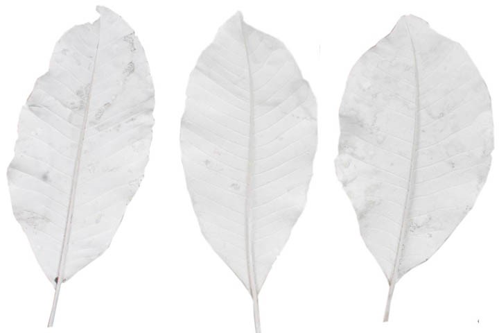 Langes Blatt D15cm L30-35cm white washed
