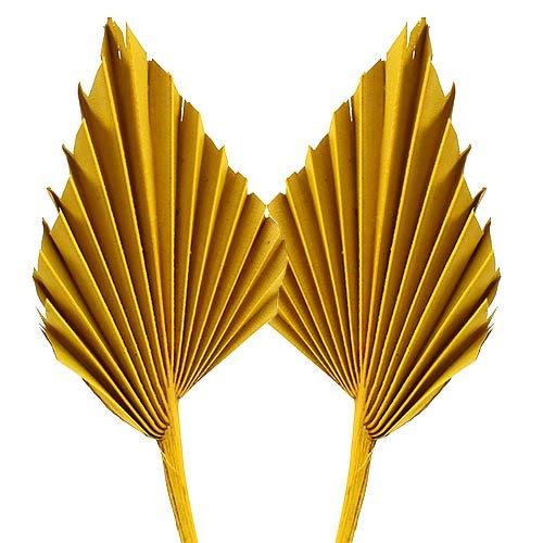 Palmspeer B10 H15 L50cm gelb