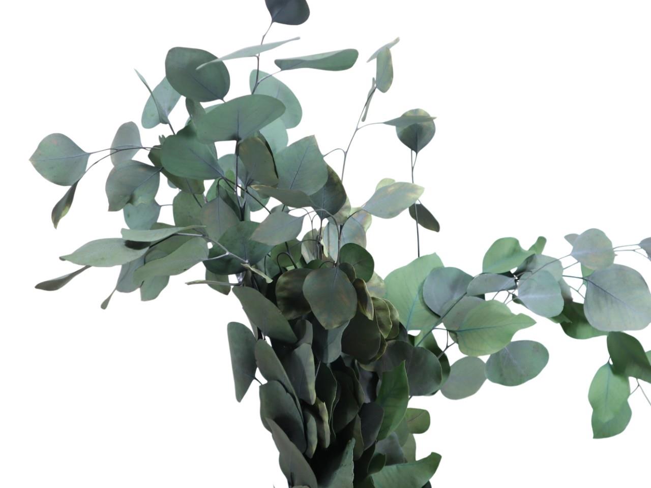 Eucalyptus Cynerea Blatt grün 150gr.