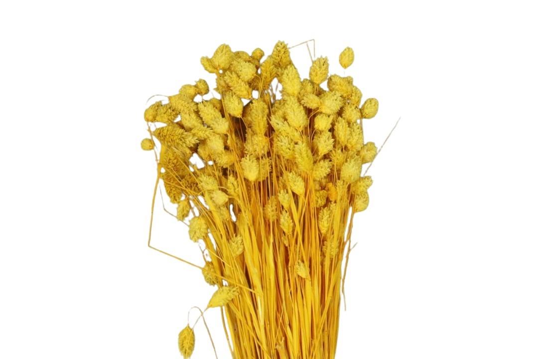 Poa Phalaris goldgelb 03 100gr.