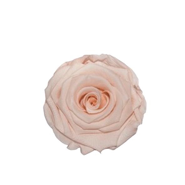 Rose "Extra" stabil. H6cmD6,5 cm fascinating porcelain NETTO