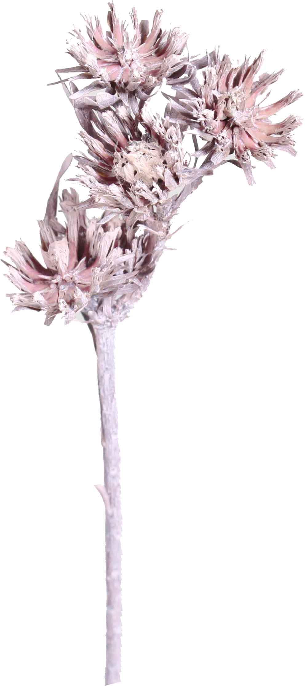 Aulax altrosa frosted Aulax altrosa frosted