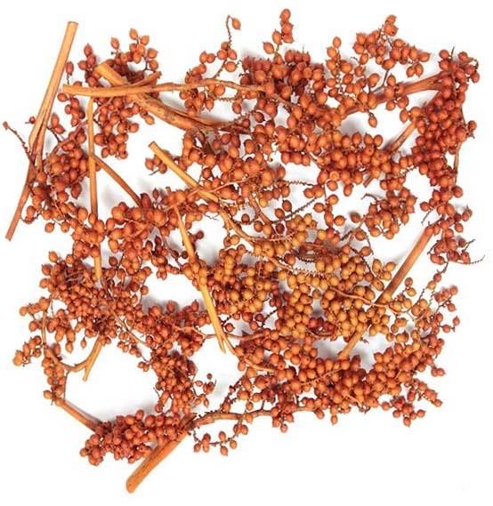 Canella spezial große Beeren orange