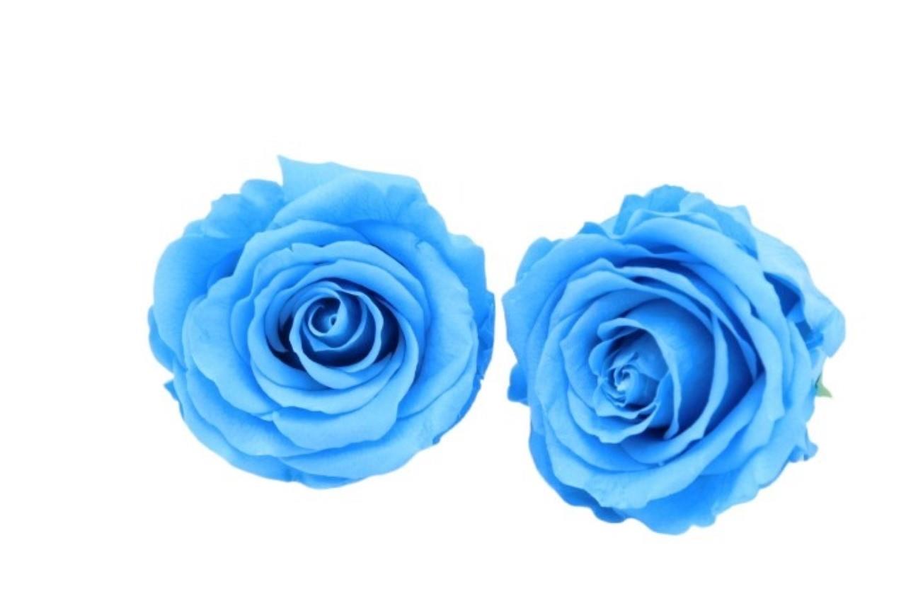 Rose stabilisiert Light Blue NETTO Rose stabilisiert Light Blue NETTO