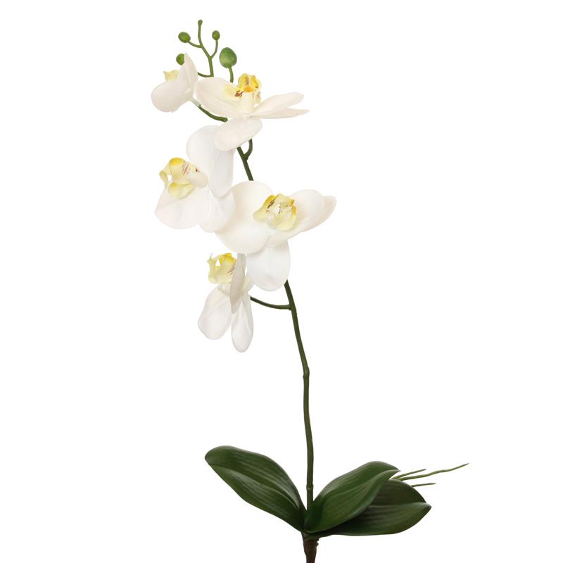 Phalaenopsis m. Blatt weiss H51cm
