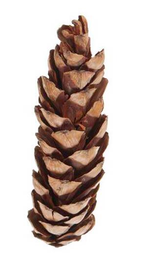 Zapfen Strobus 10/15 excelsa lackiert