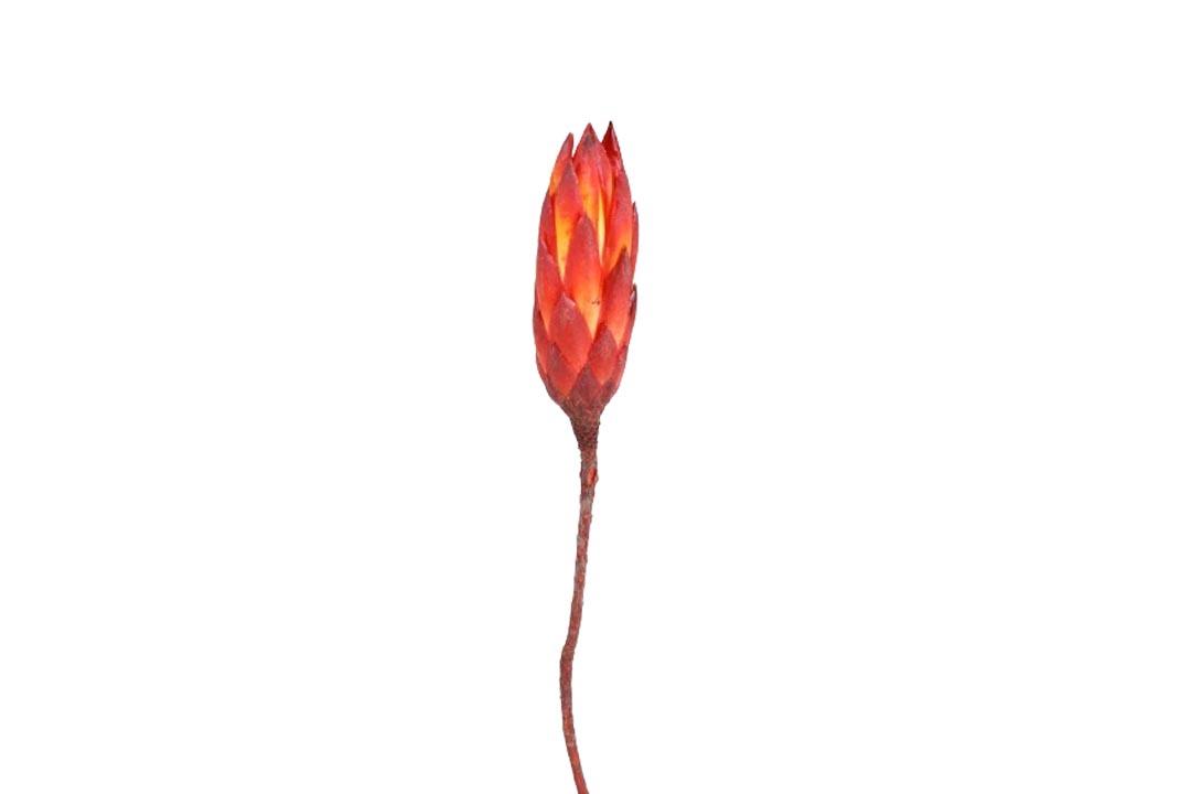 Protea compacta Bud rot