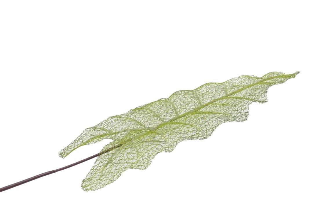 Elefantenohr Blatt 75cm feinadrig grün Elefantenohr Blatt 75cm feinadrig grün