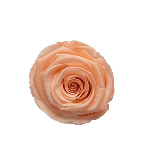 Rose "Extra" stabilisiert H6cmD6,5cm Coralicious peach NETTO