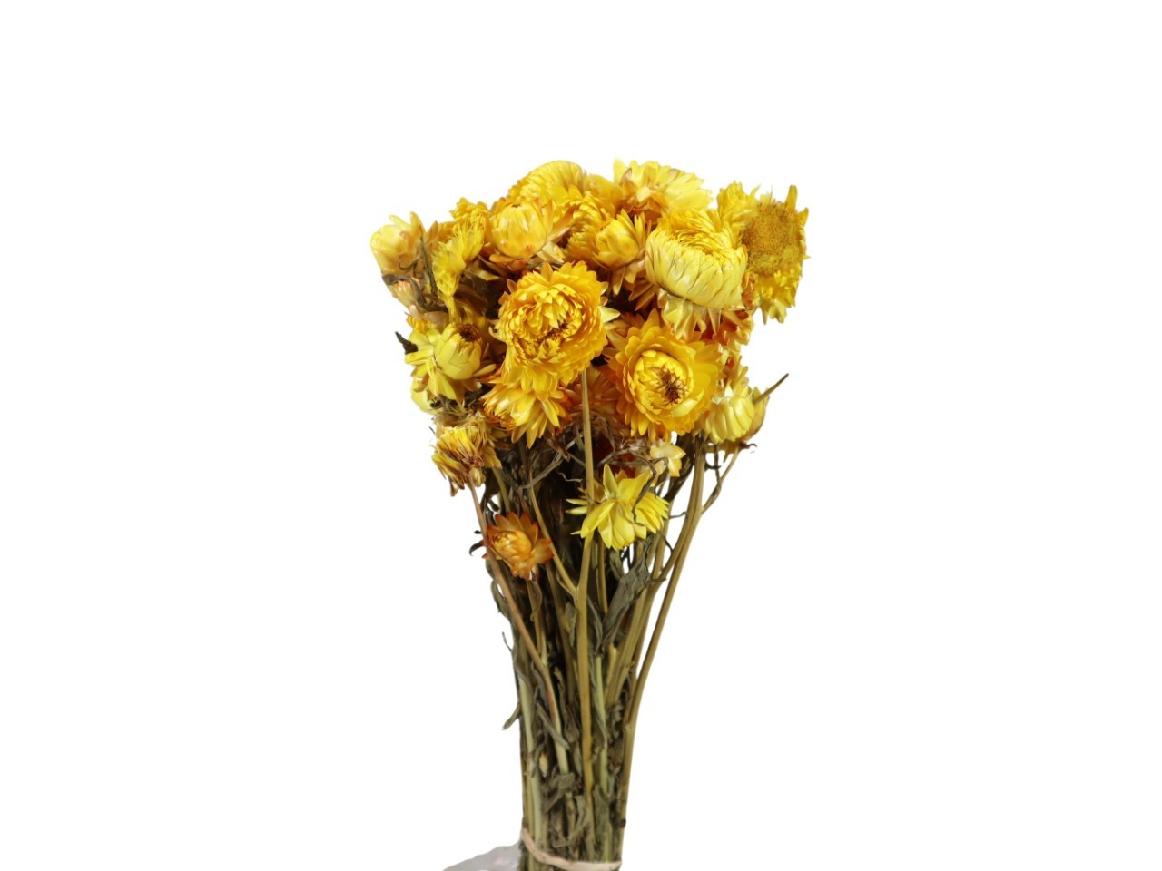 Helichrysum sonnengelb 85gr.