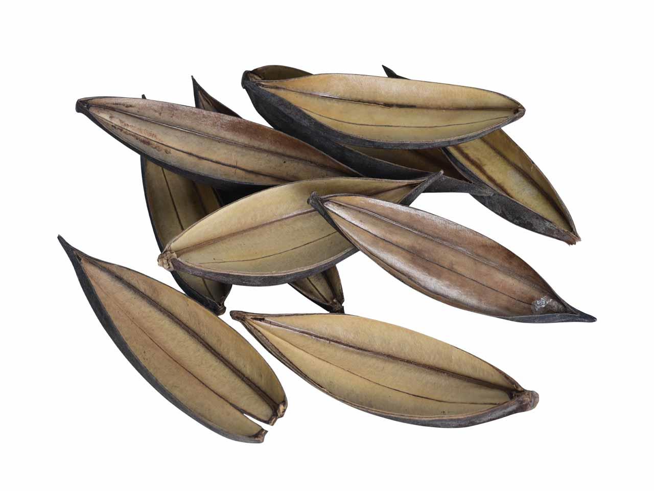 Cocos Boot mini natur