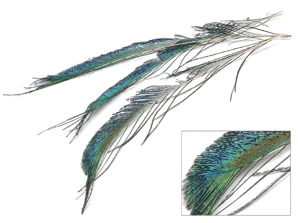 Pfauschwertfedern natürlich +-50cm