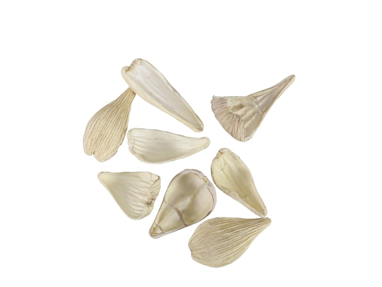Pradeep Frucht und Samenkapsel Schote 500gr. gebleicht