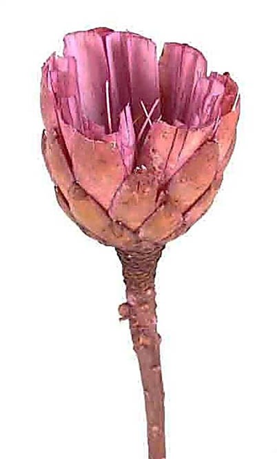 Protea Repens Cut brush D6-7H7L25-30cm pink